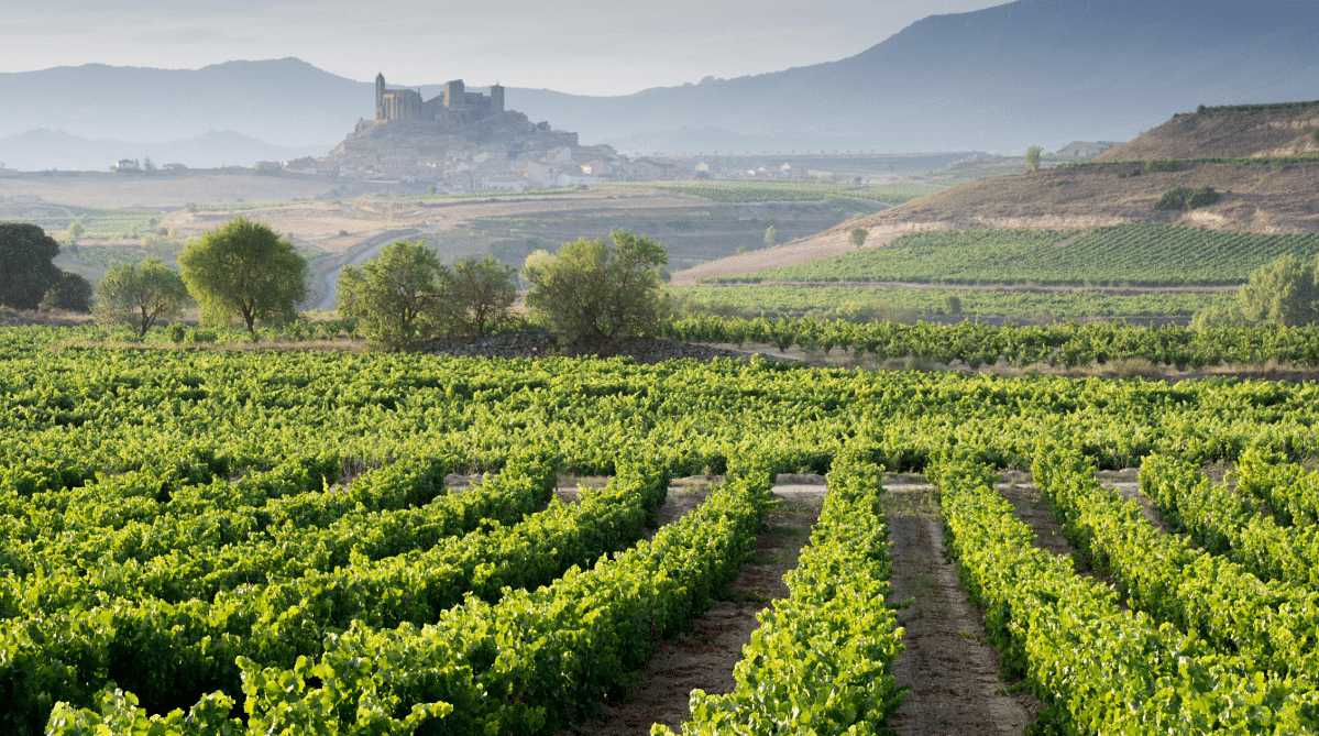 Vineyards in La Rioja, Spain