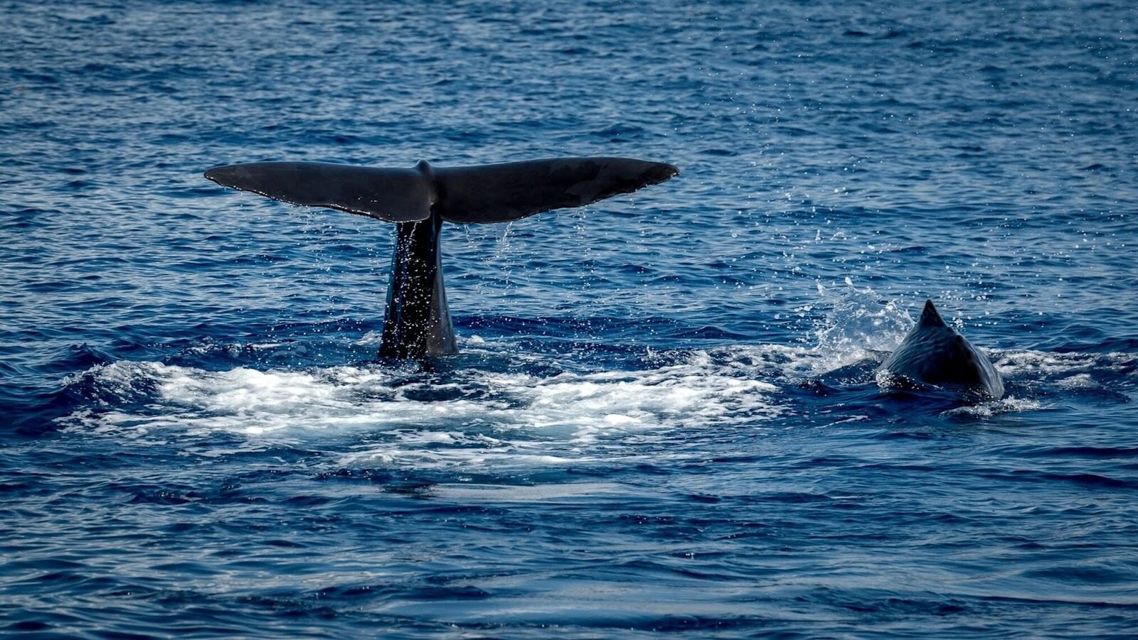 Whale tail showing above a body of water during daytime