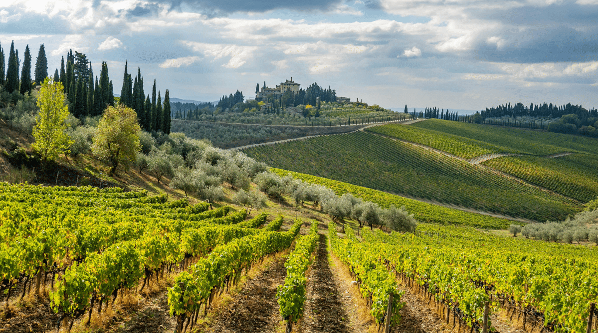 Vineyards in Siena, Italy