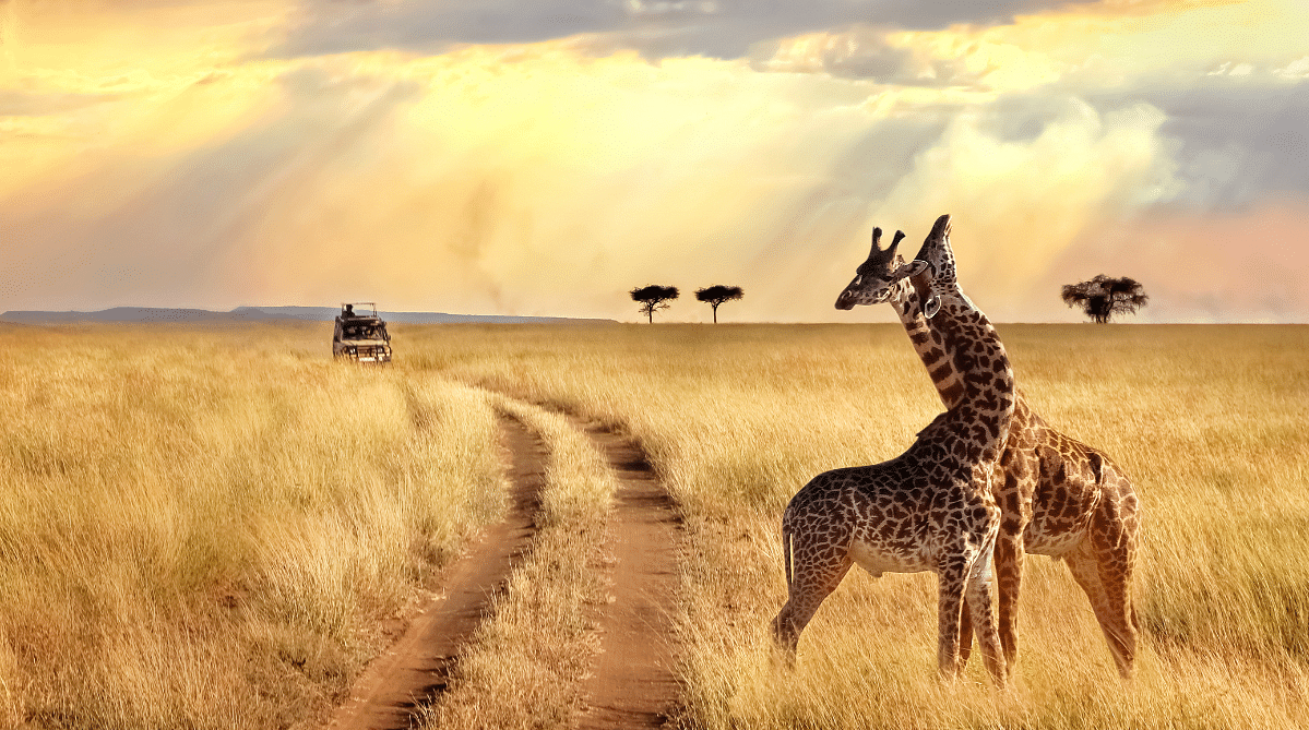 Two giraffes on the Kenyan safari