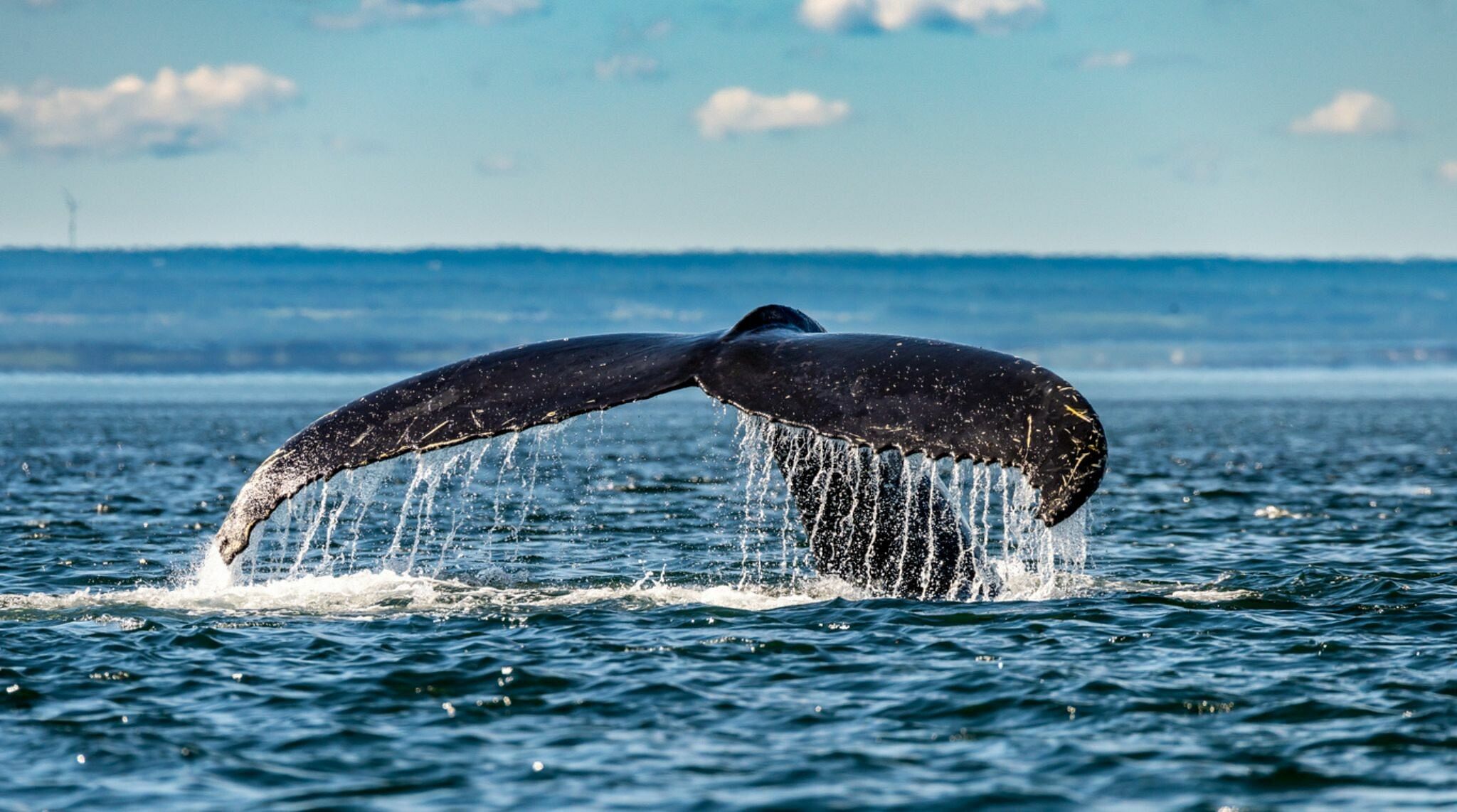 road trip route des baleines par le saint-laurent