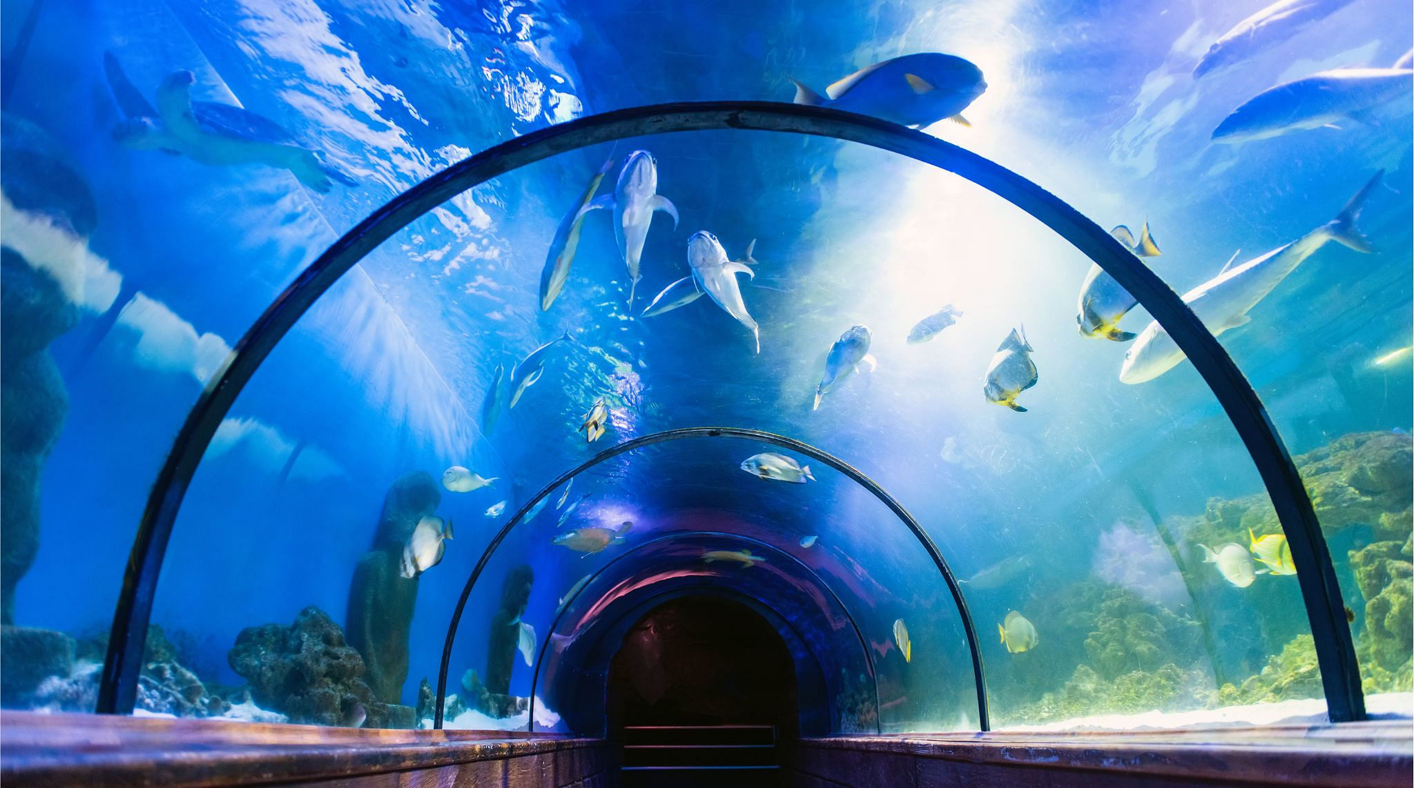 Dubai Aquarium