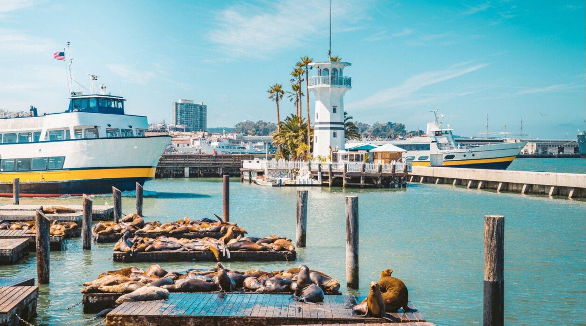 Lobos marinos descansando en los muelles del Pier 39 en San Francisco, con la bahía de fondo.