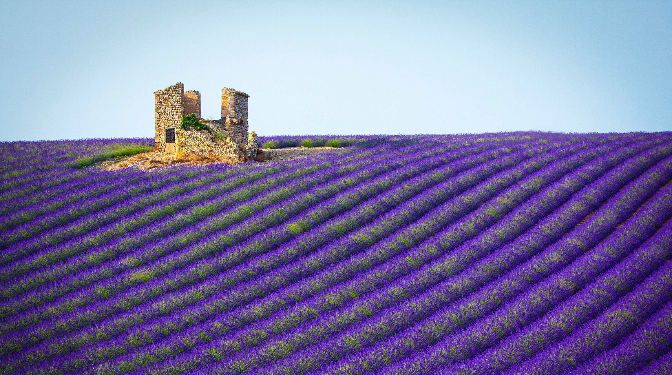 lavender fields in Provene