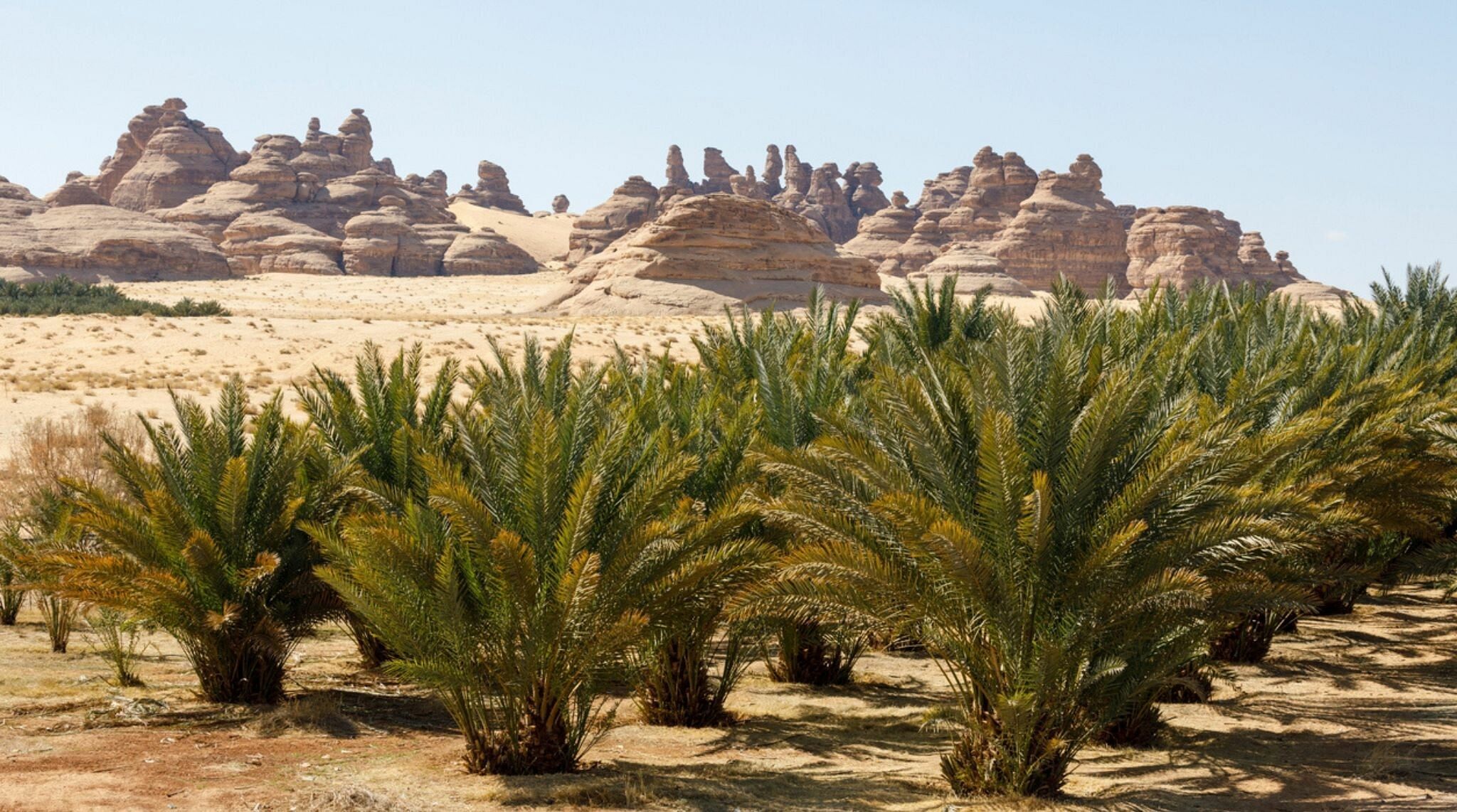 L'oasis d'Al-Ula parmi les plus beaux paysages a voir en arabie saoudite