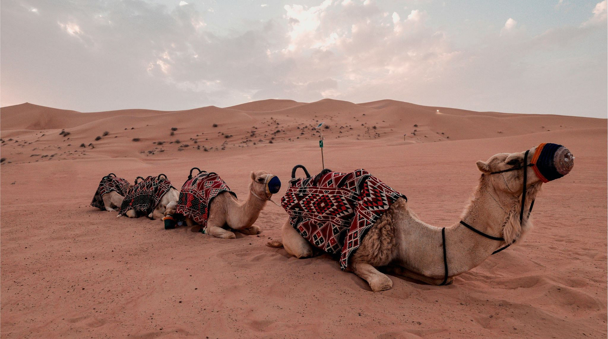 Fantastic Safari in the UAE's desert