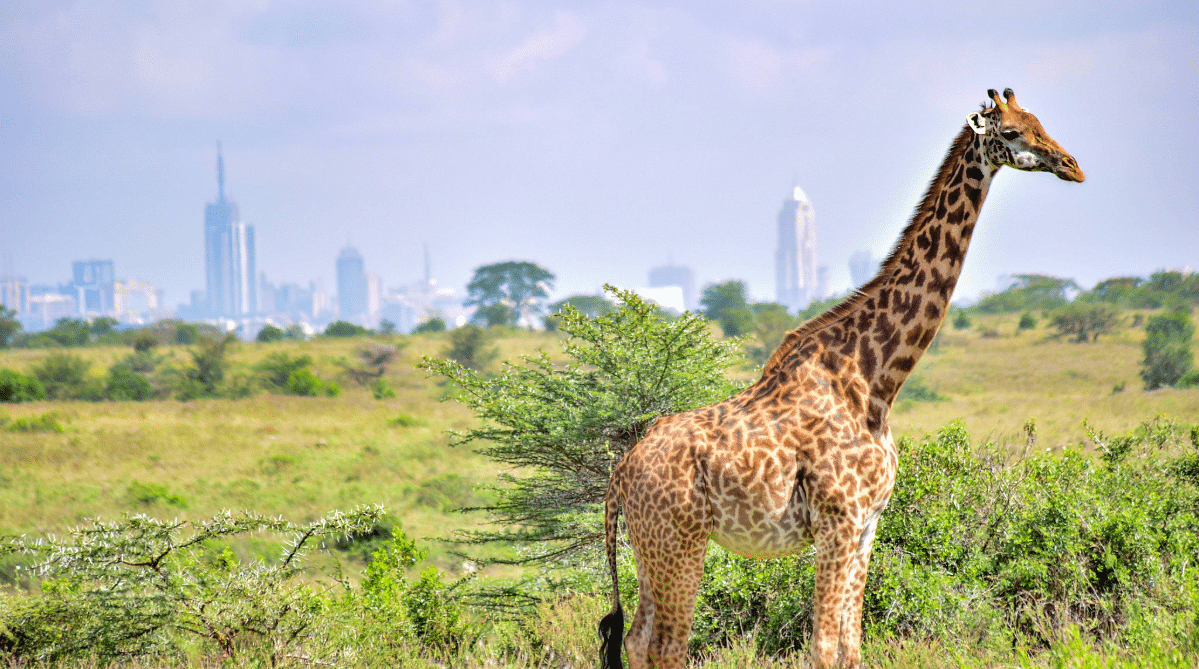 Nairobi National Park, Kenya