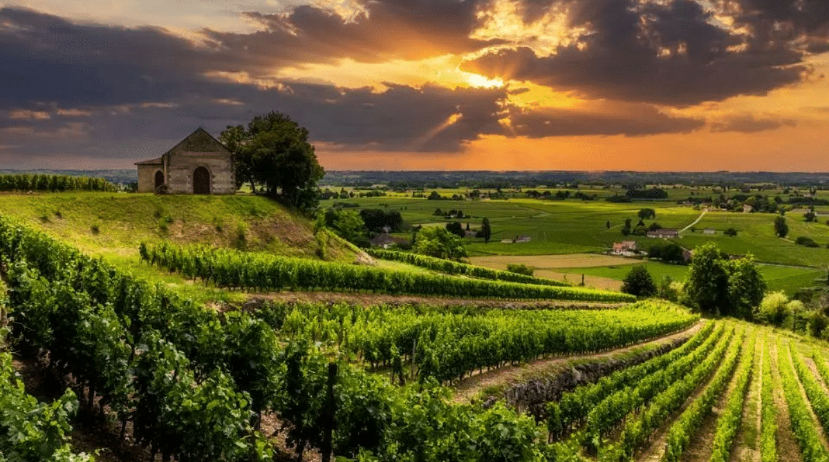 Vineyard in Bordeaux at sunset