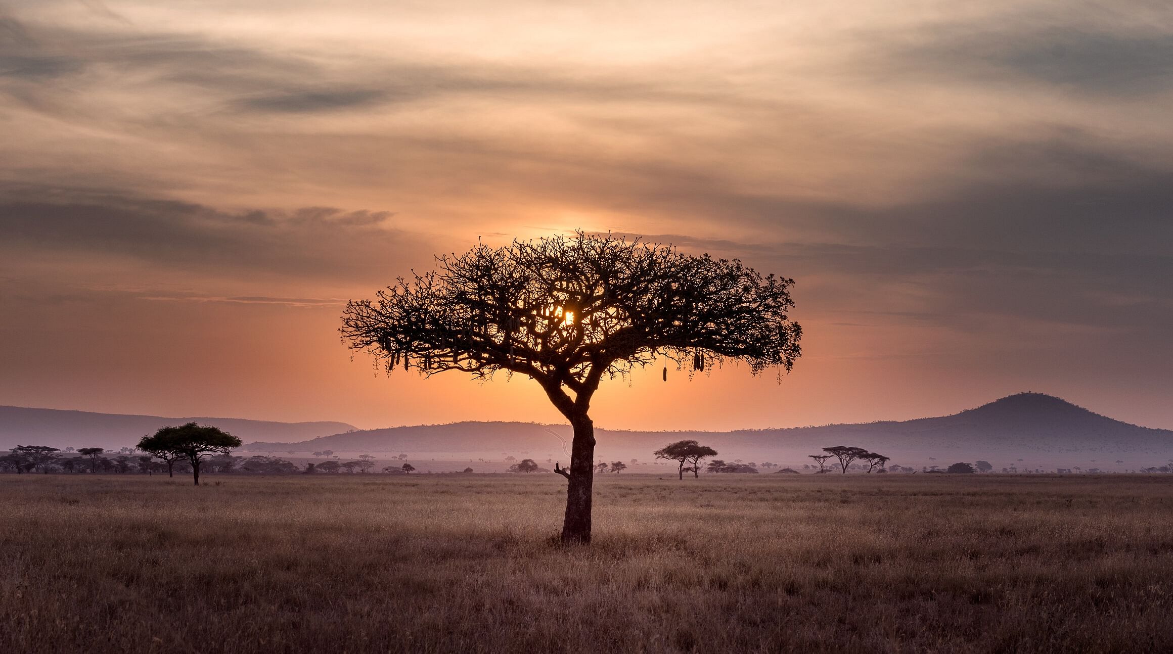 Serengeti National Park, Tanzania