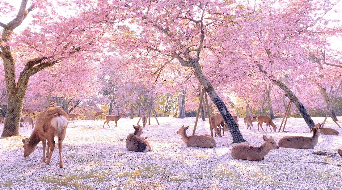 Deer and cherry blossoms in Nara Park, Japan
