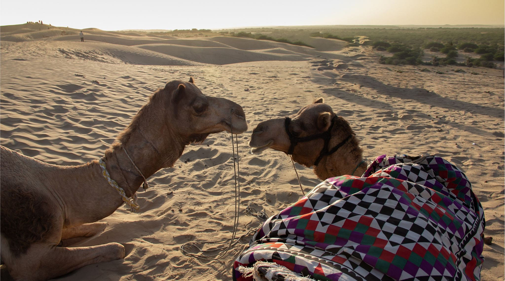 Dubai Desert Conservation Reserve