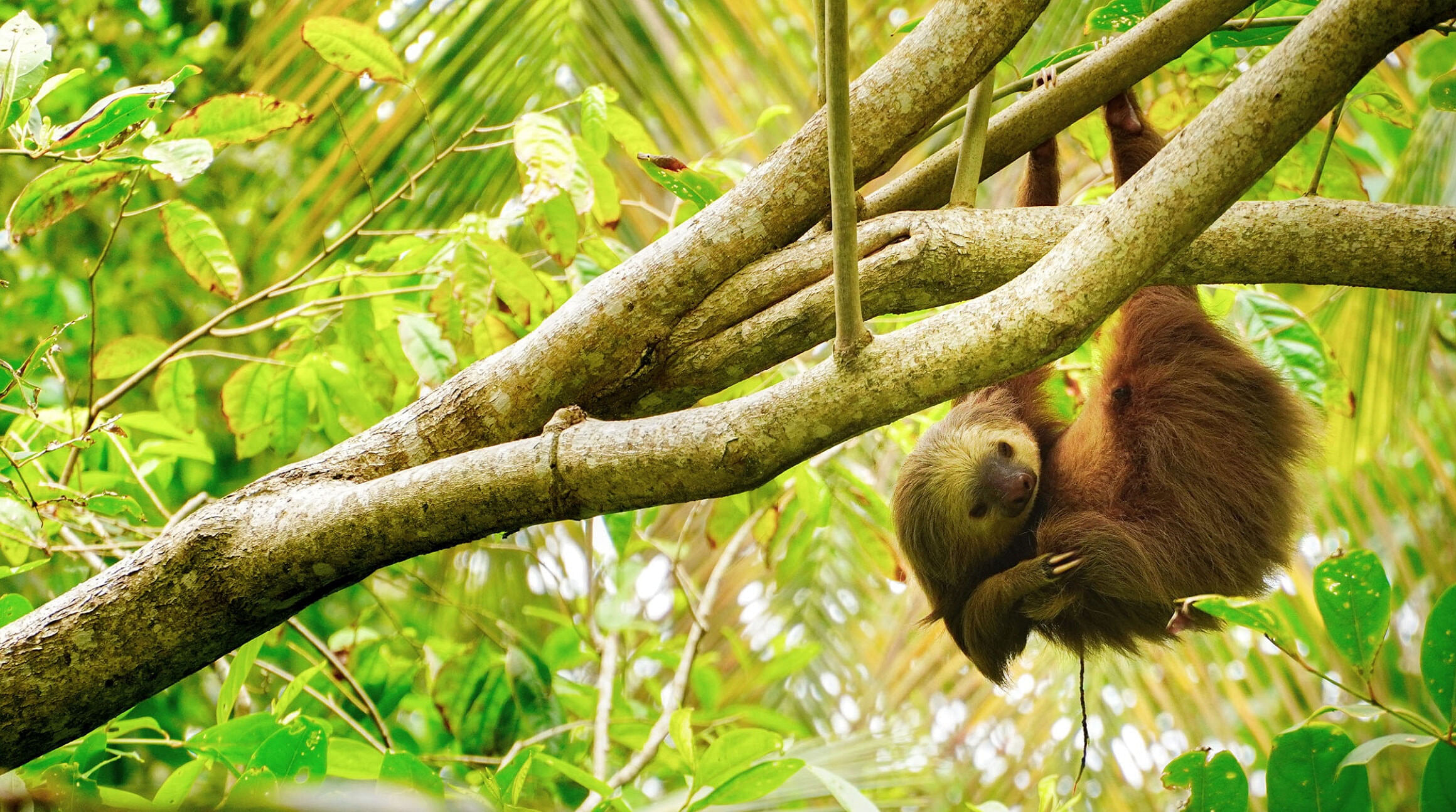 Sloth hanging from a tree in Costa Rica