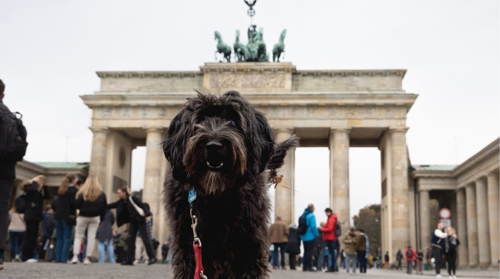 Fofo cão labradoodle preto caminhando em direção à câmera para uma foto turística em frente ao famoso marco de Berlim, o Portão de Brandemburgo.