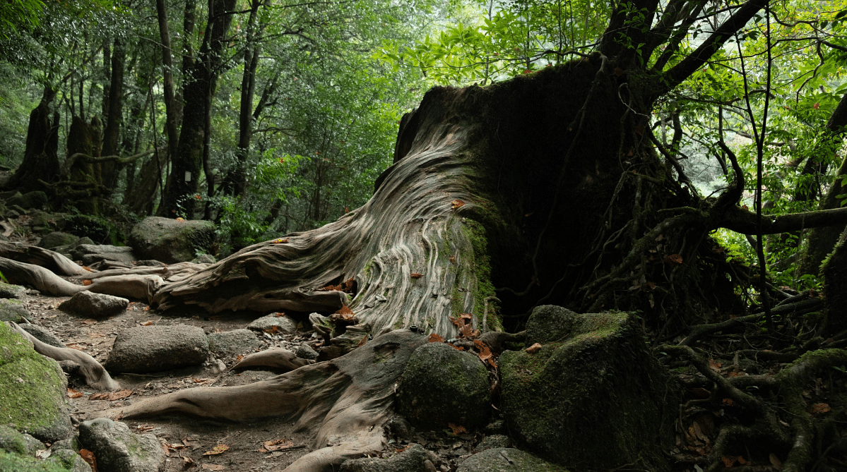Ancient tree in a forest in Yakushima, Japan