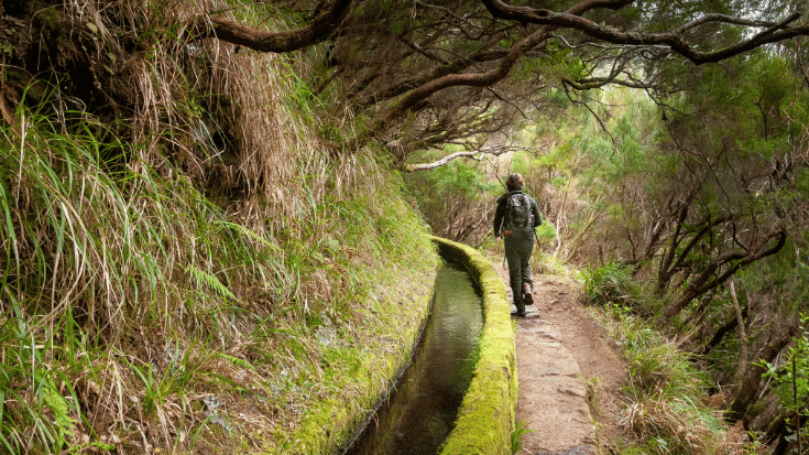 A photograph of one of Madeira's levadas, or walking trails. A mud path winds around a wall of plants and twisted tree branches overhead, as a solo woman hiker walks with walking poles. To illustrate a blog post entitled' Where is Hot in Europe in November?'