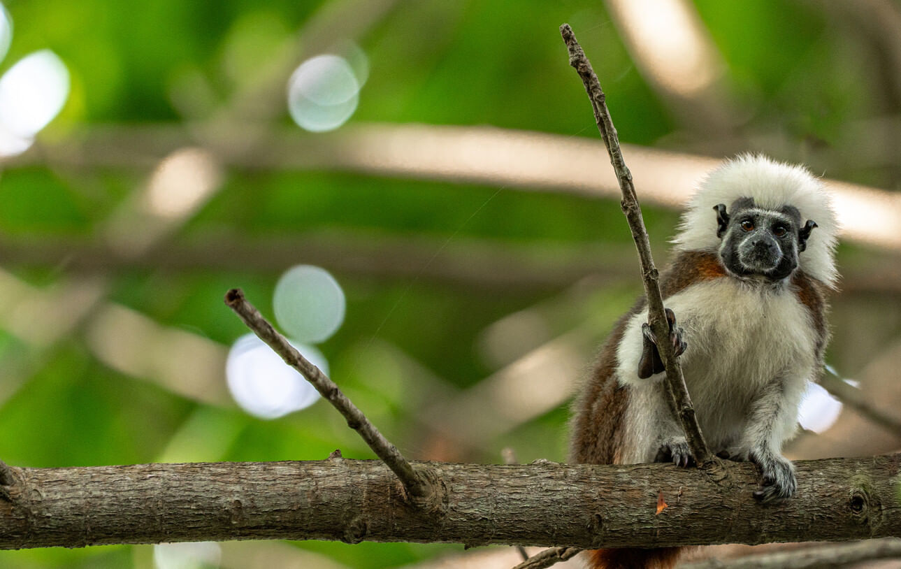Monkey on a branch in Colombia