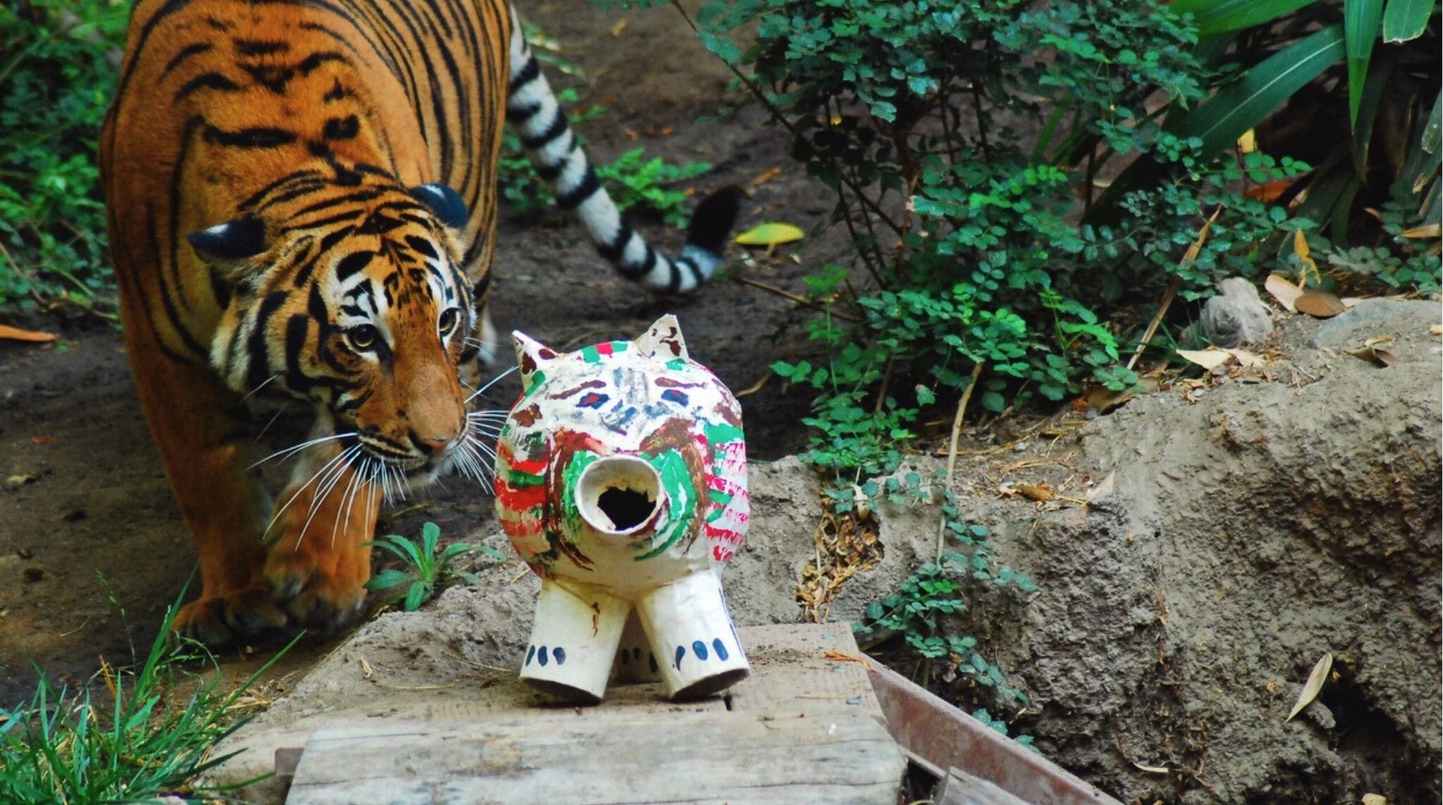 Tigre caminando en su hábitat en el zoológico de San Diego.