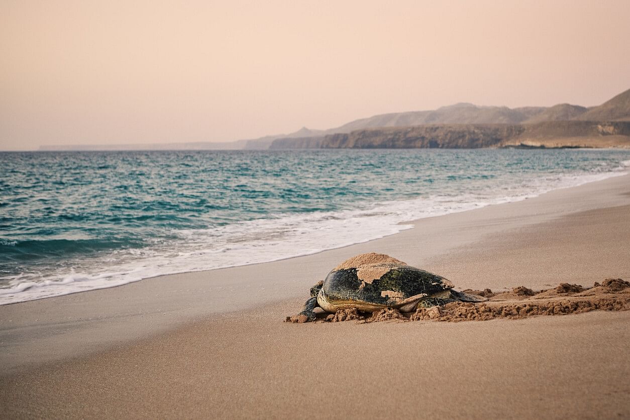 Schildkröte am Strand im Oman