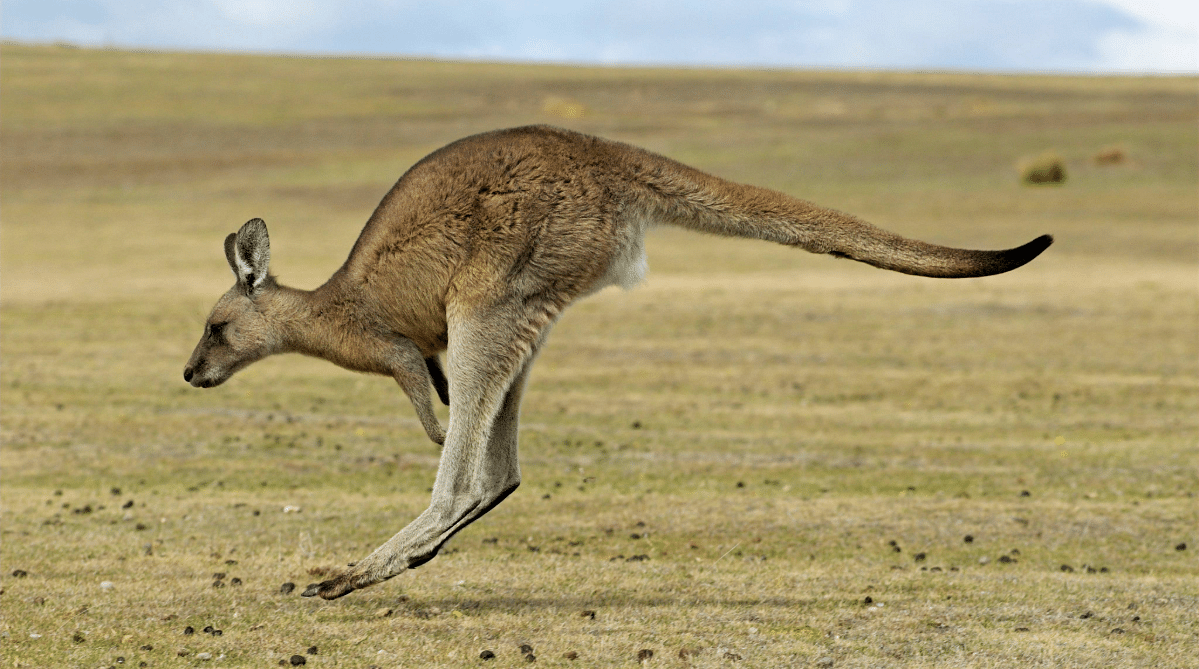Kangaroo jumping in Tasmania