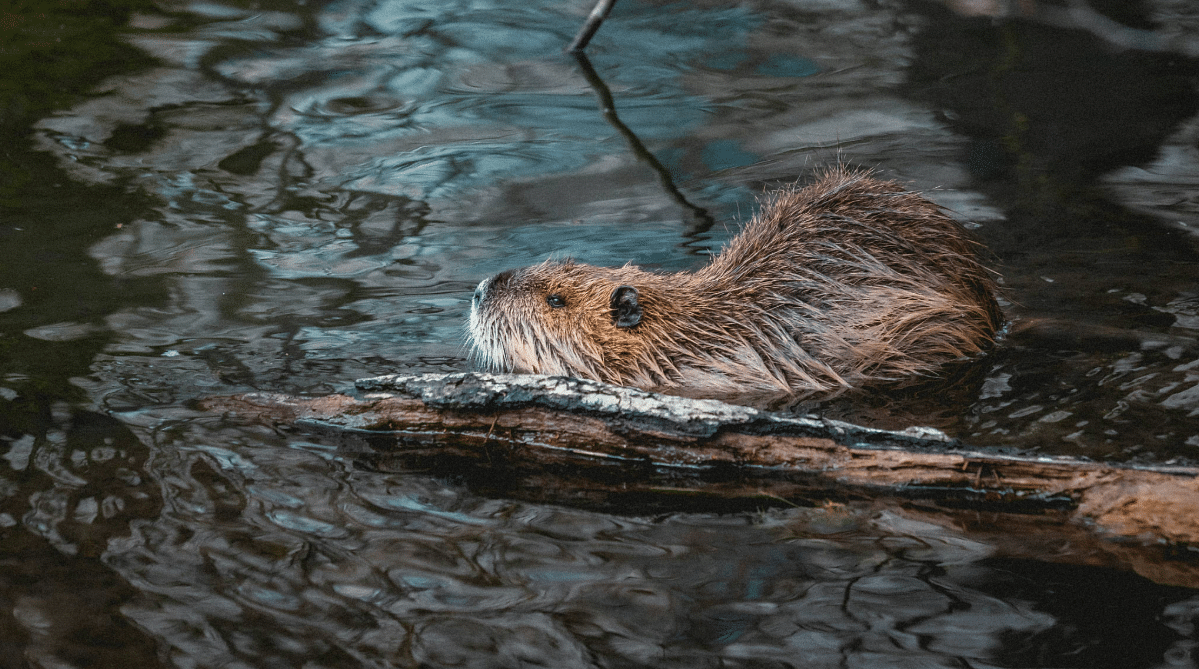 Beaver swimming in a river