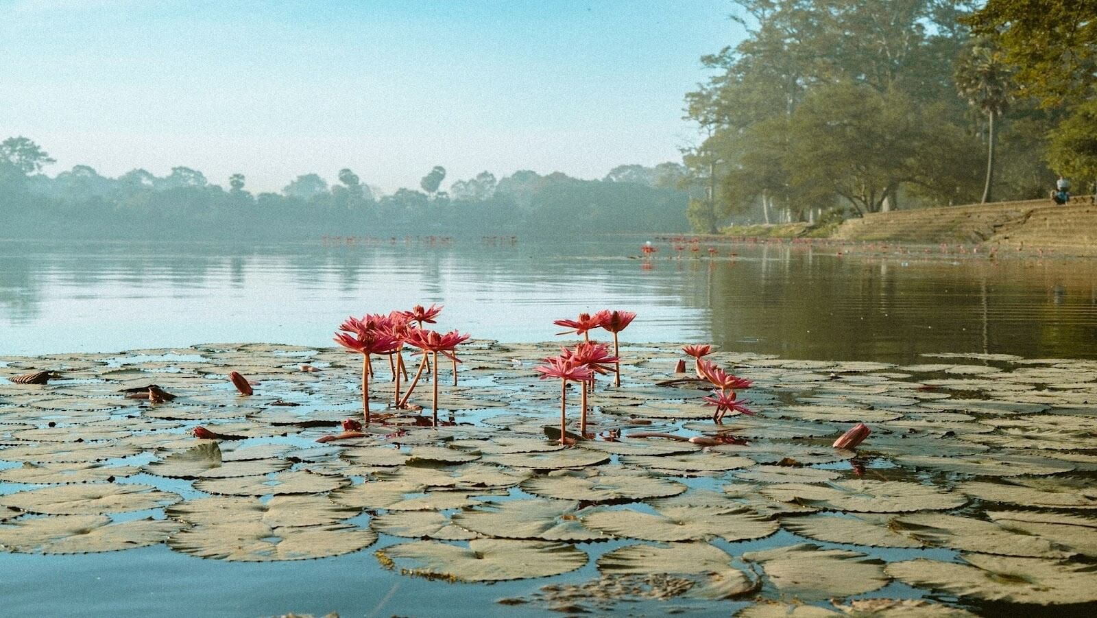 Pink flowers sitting on a body of water during daytime in Cambodia