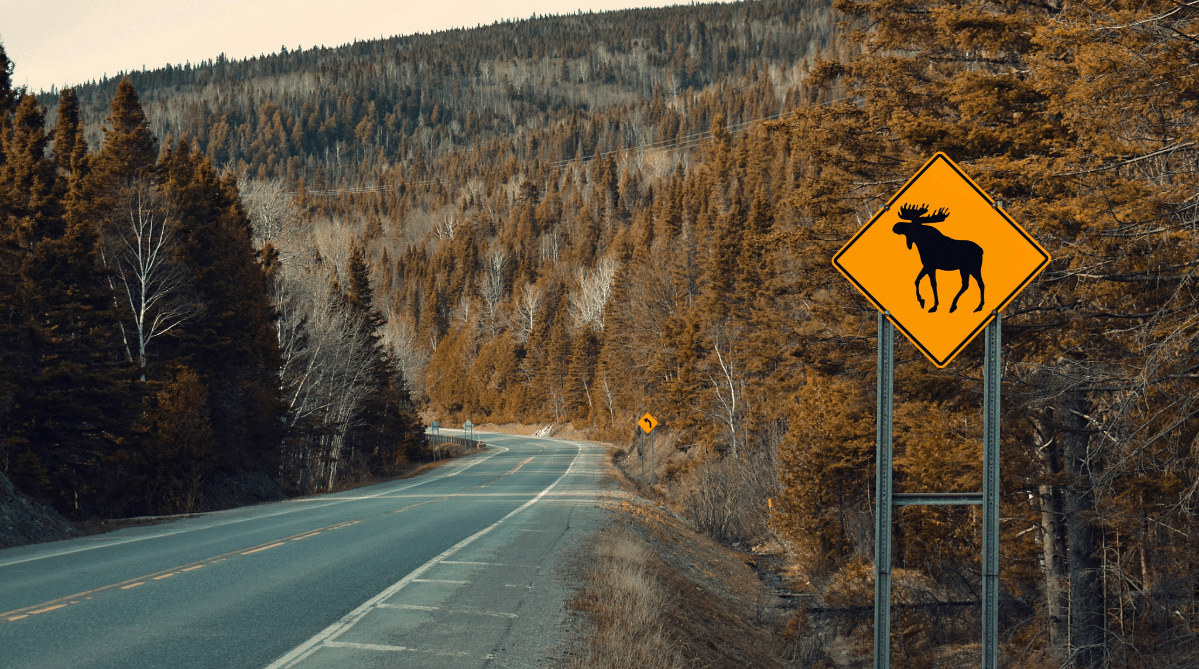 Moose road sign in Canada