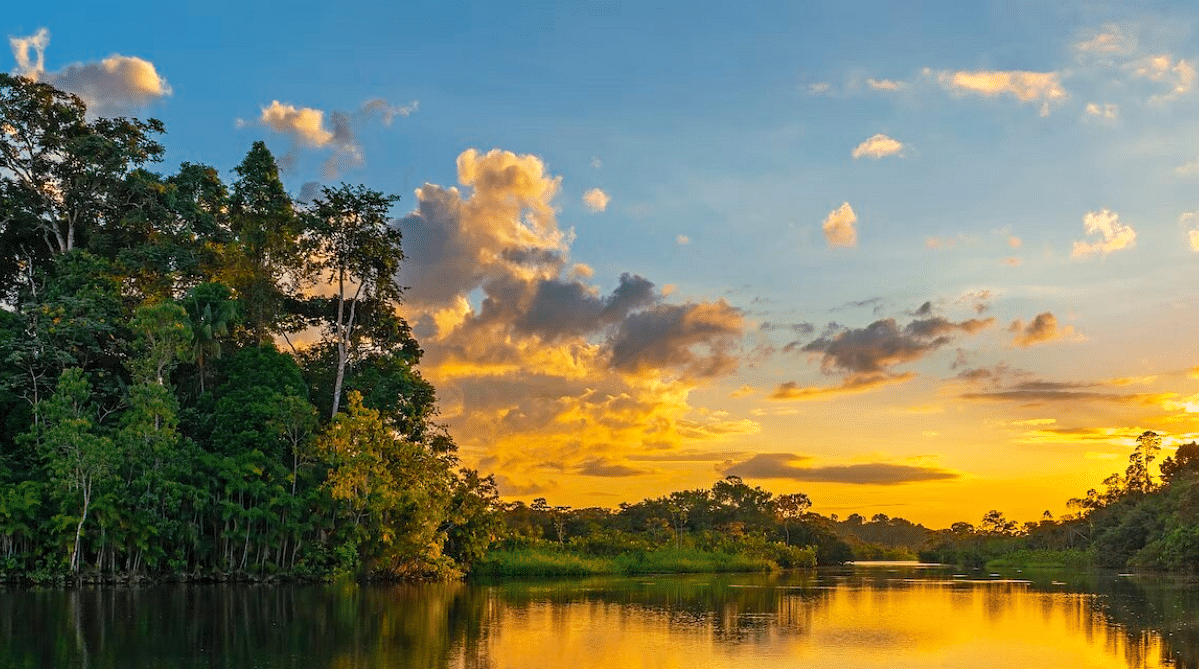 Amazon Rainforest at sunset