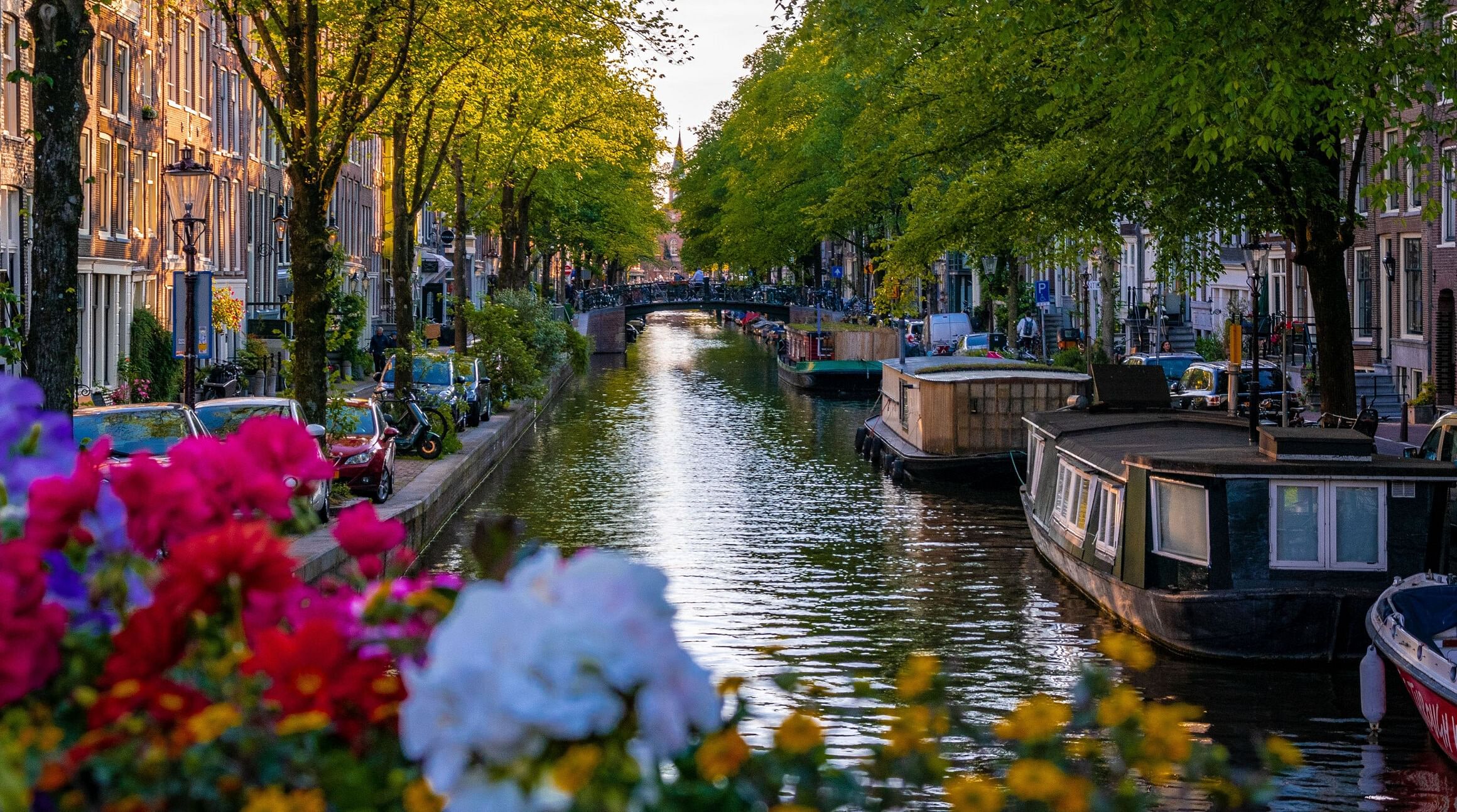 Tree-lined canal in Amsterdam, Netherlands