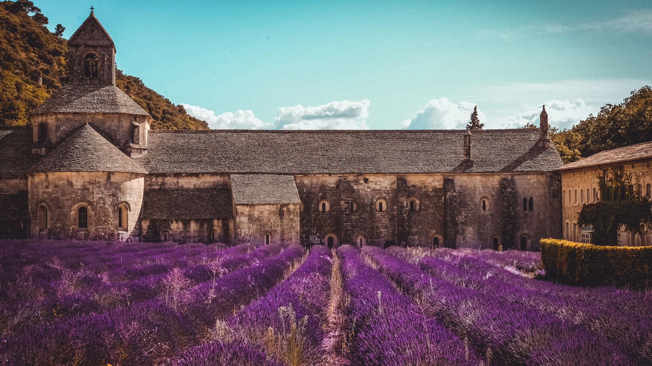 Blooming fields of lavender in Provence, France