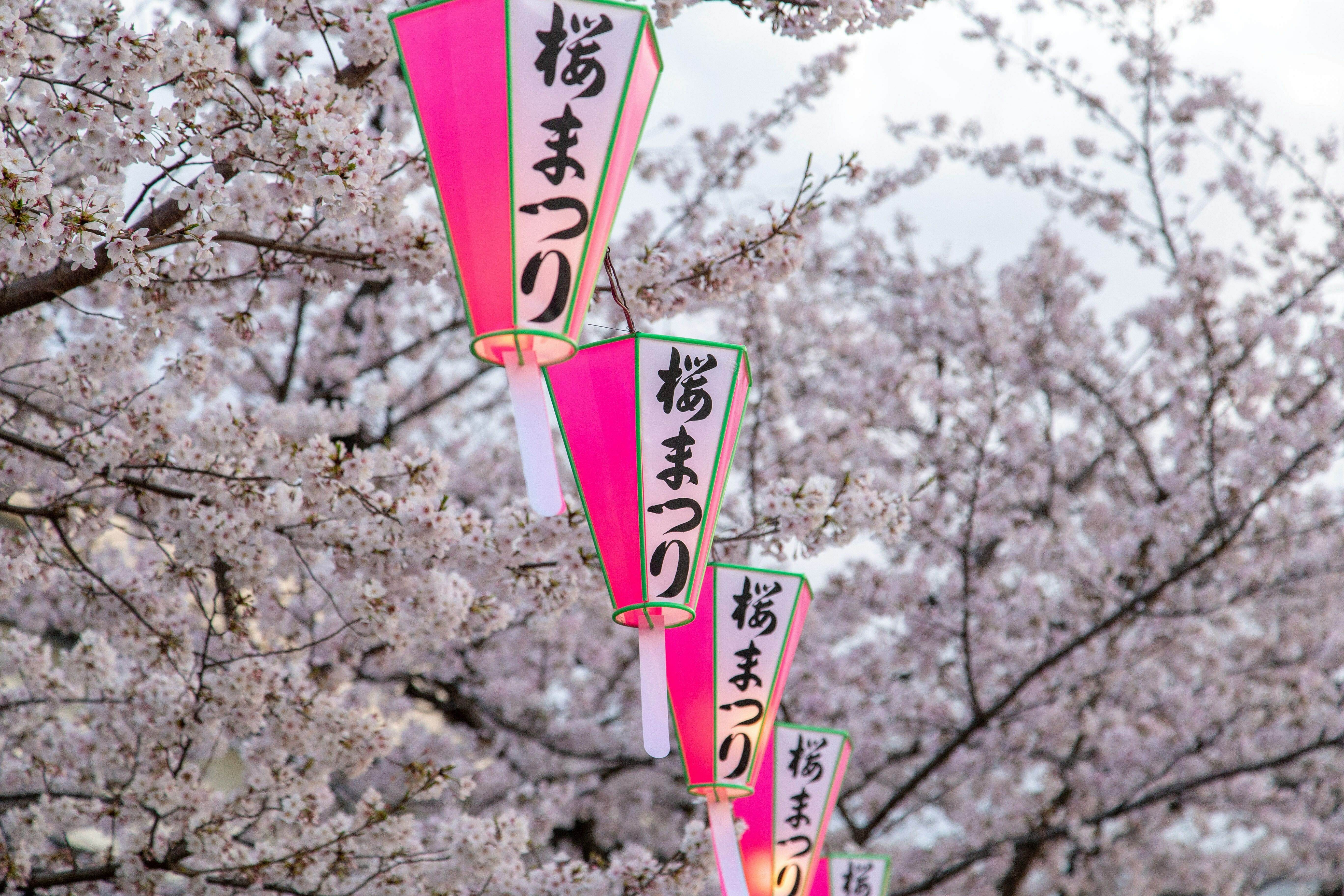 Cherry blossom in Tokyo, Japan