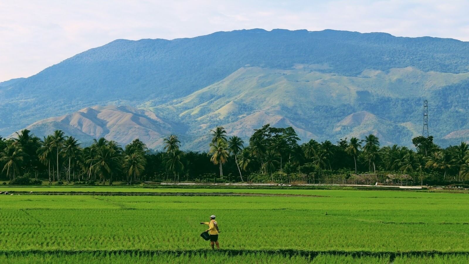 Person farming on rice field surrounded by trees and mountains at a distance