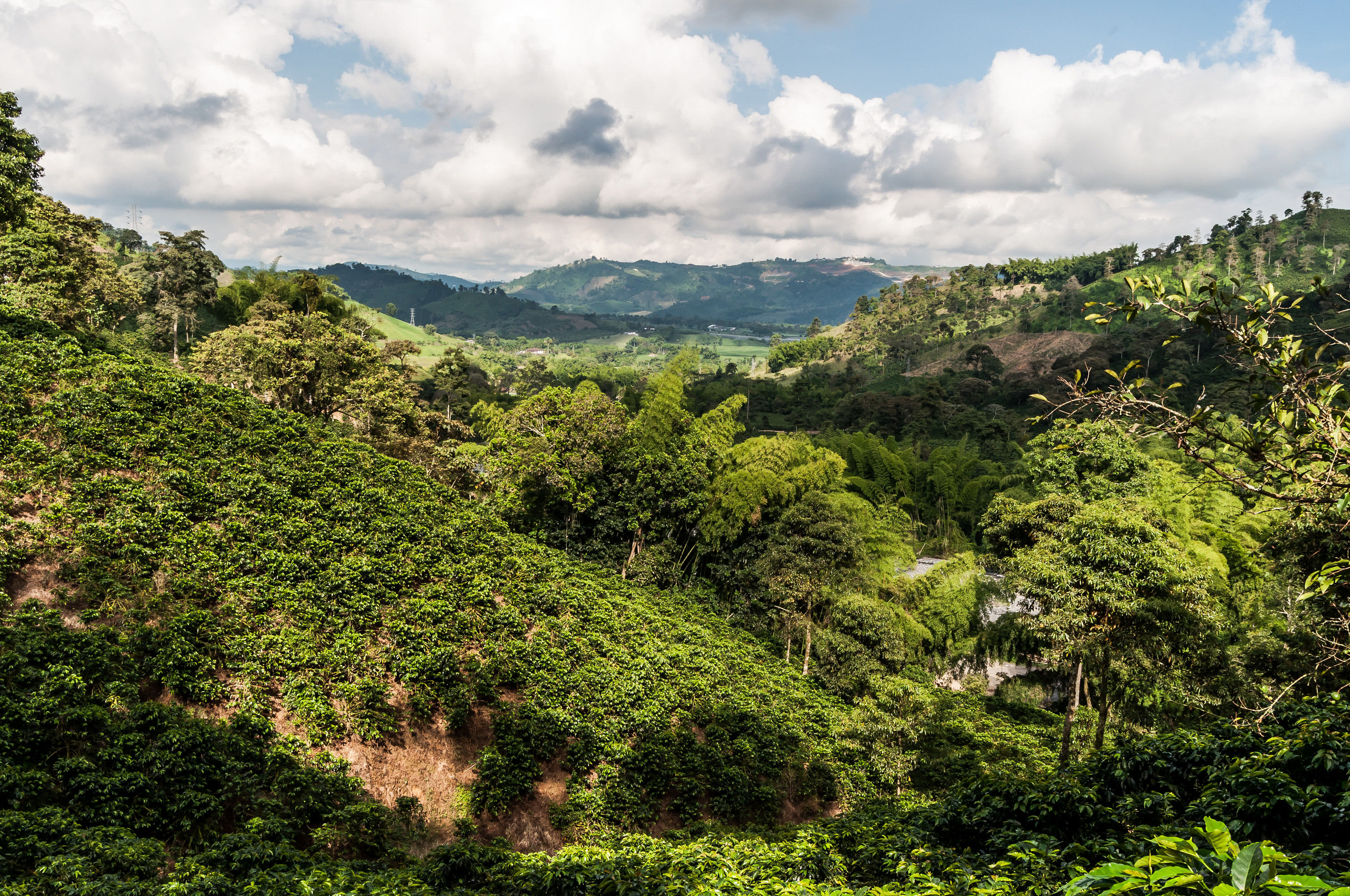 Eje Cafetalero Colombia