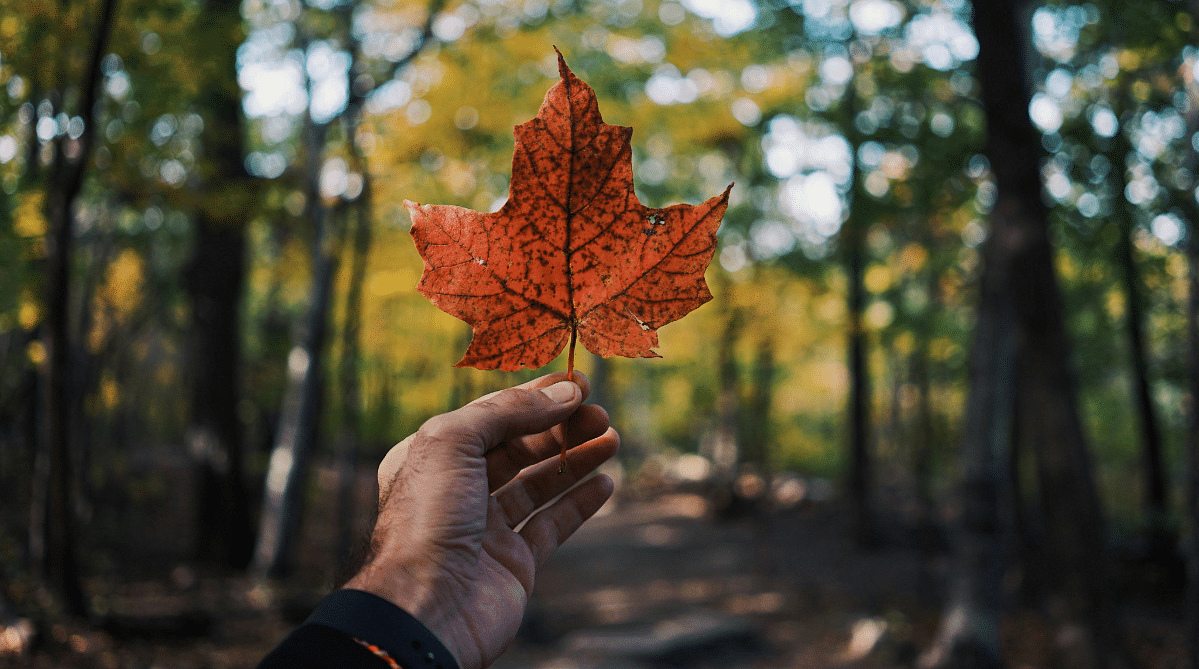 Hand holding a maple leaf in a forest