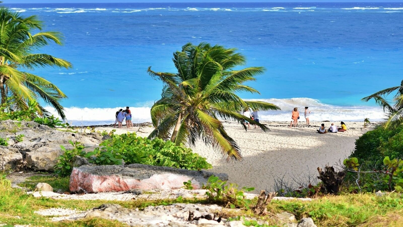 A beach with two palm trees and several people sitting and standing on the shore during day time