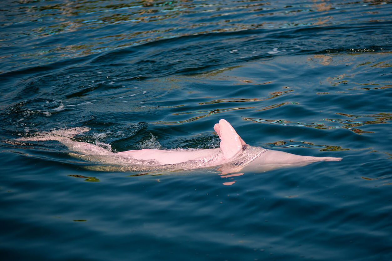 Pink dolphin in the sea