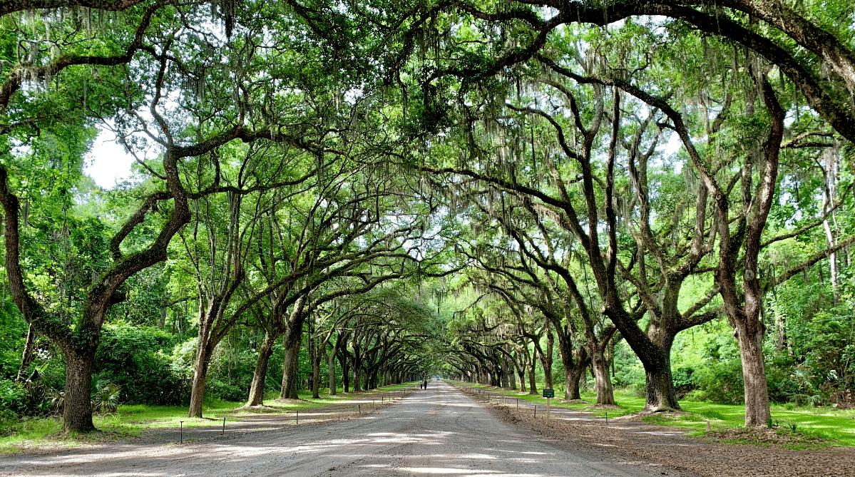 Tree-lined street in Savannah, Georgia