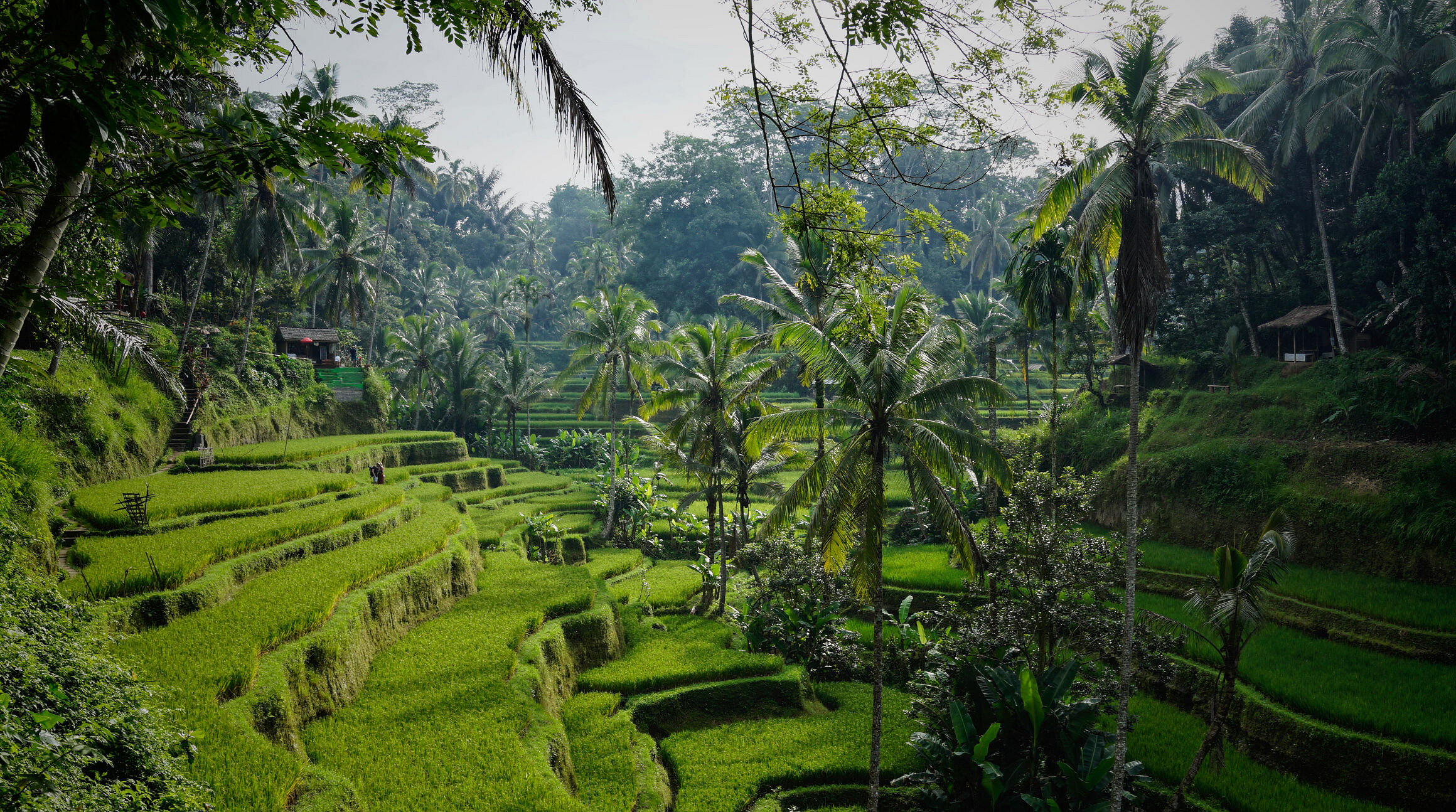 Ubud rice terraces in Bali, Indonesia