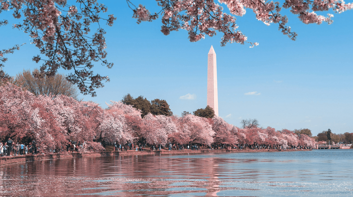 Cherry blossoms along the National Mall, Washington DC