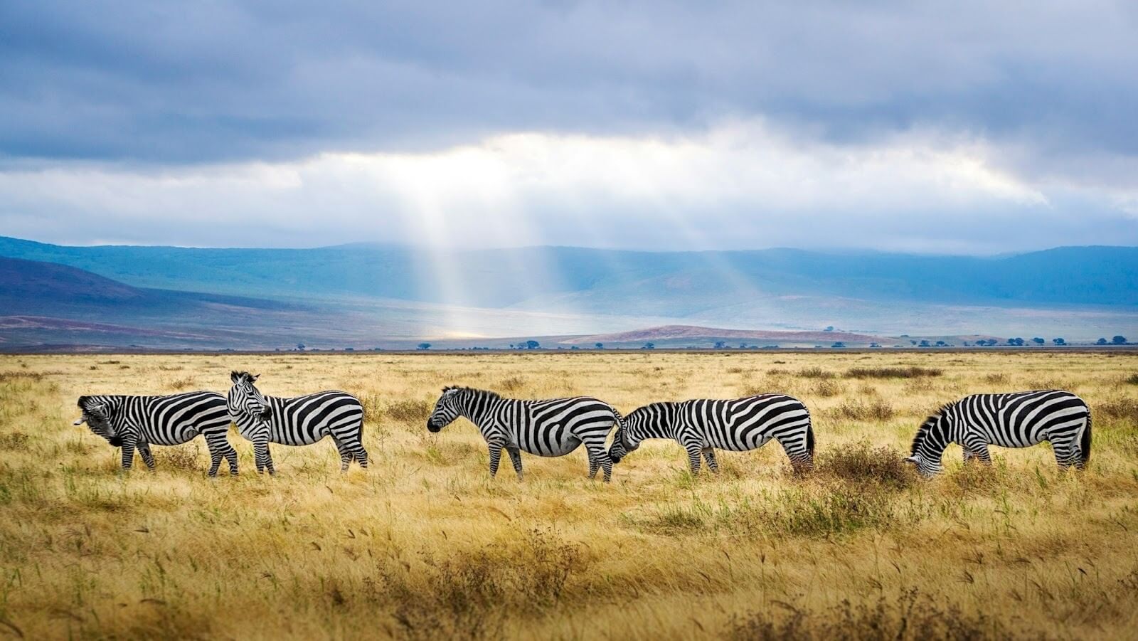 Five black and white zebras on grass with clear blue sky