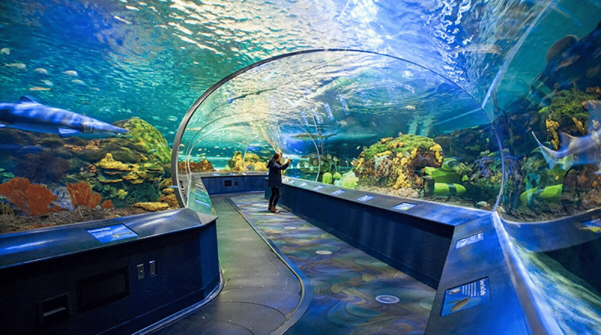 Underwater tunnel at Ripley's Aquarium of Canada