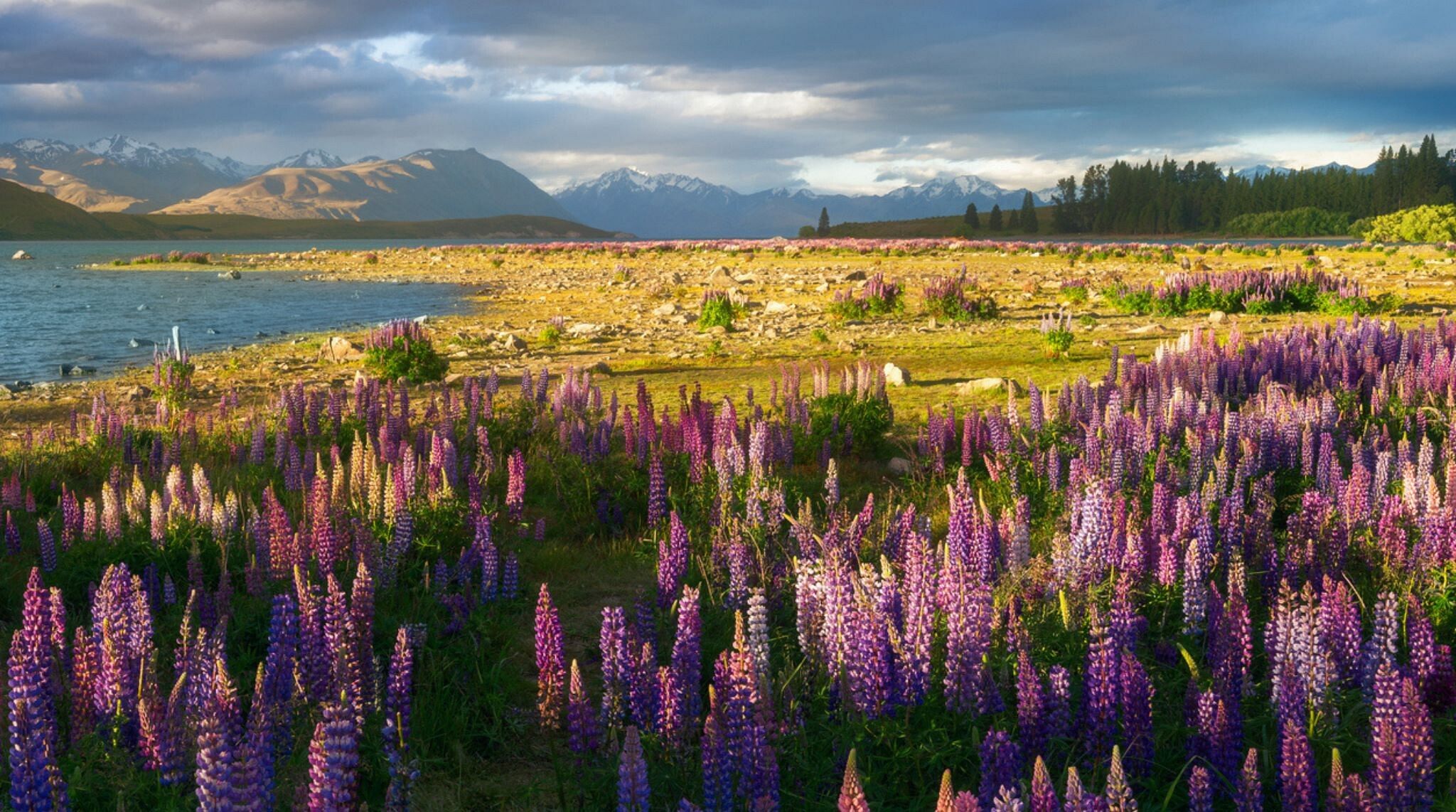 nouvelle zelande en fleurs pour un road trip en solo (femme)