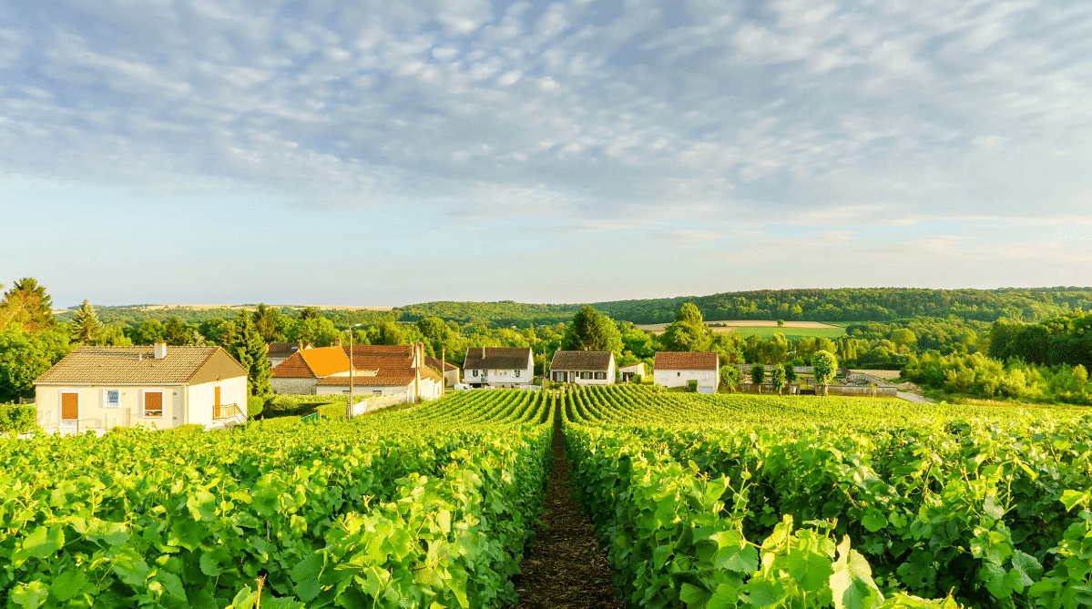 Vineyard near Reims, Champagne region, France