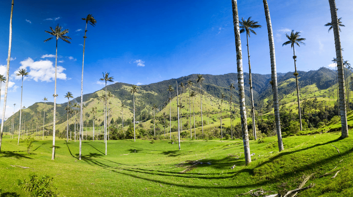 Giant wax palm trees in the Cocora Valley, Colombia.