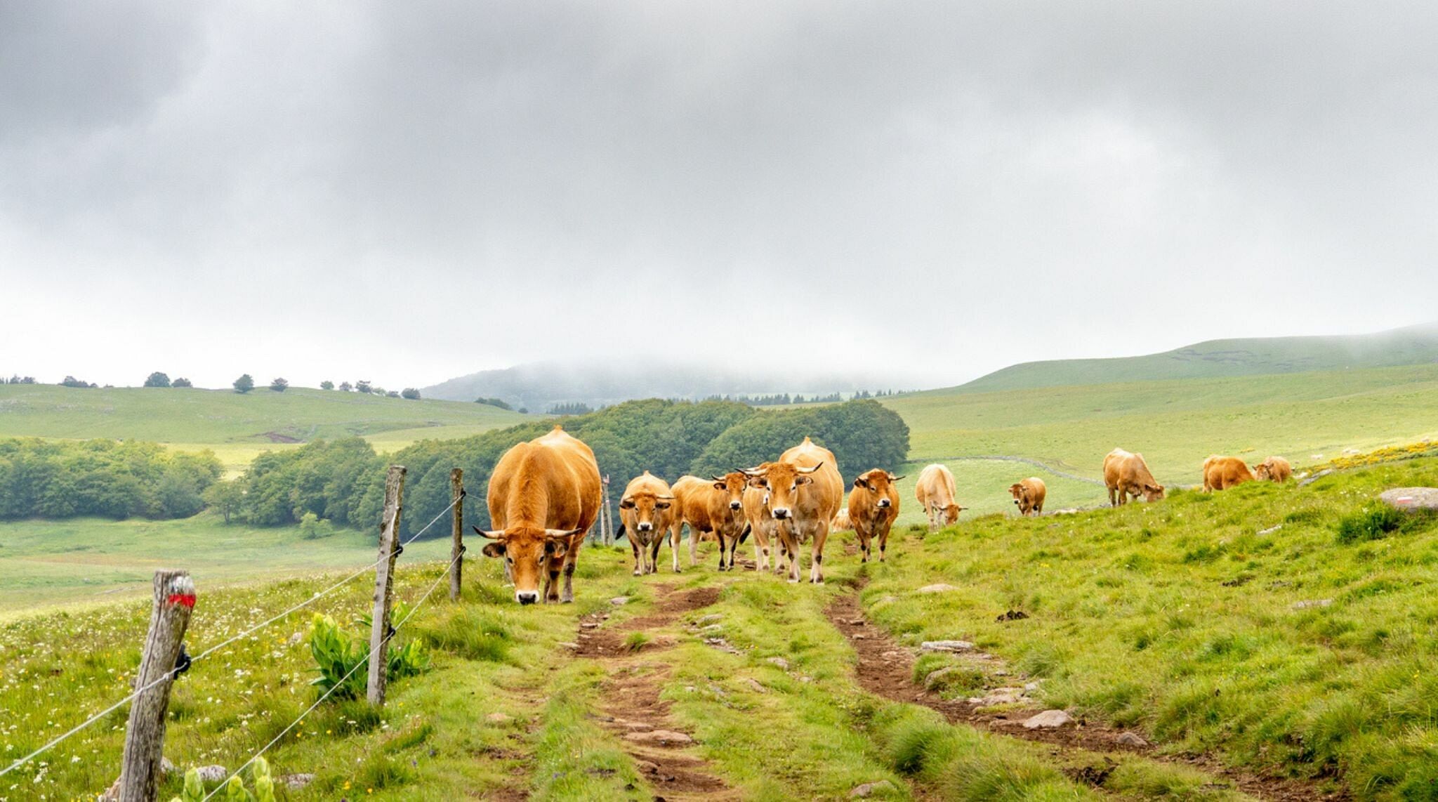 destinations en france pour les suisses : le plateau de l'Aubrac, dans le Massif Central