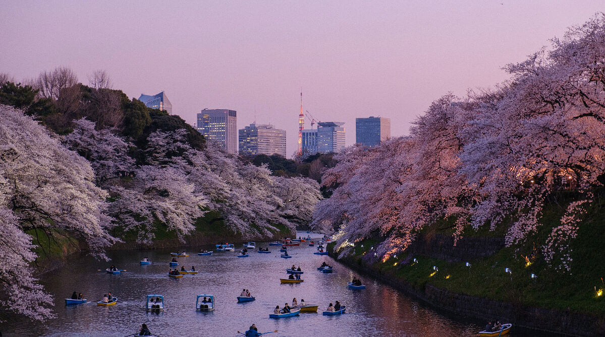 أزهار الكرز في طوكيو