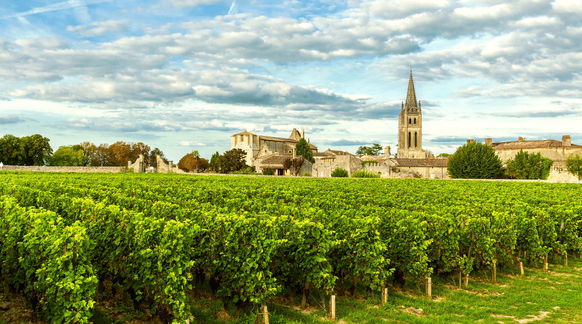 Vineyard in Bordeaux
