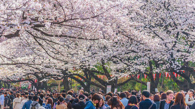 Sakura blossoms in Ueno Park