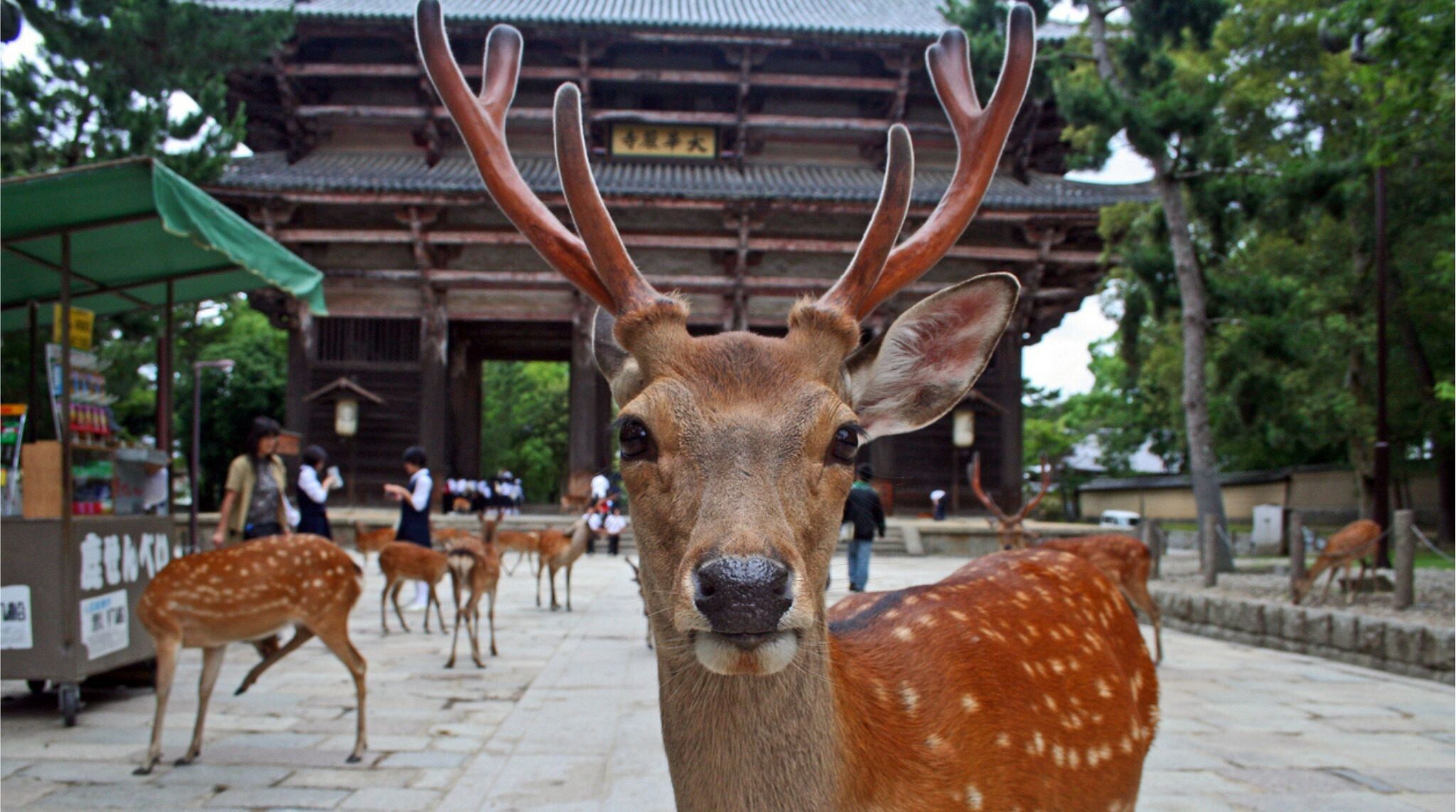 Parque de Nara 