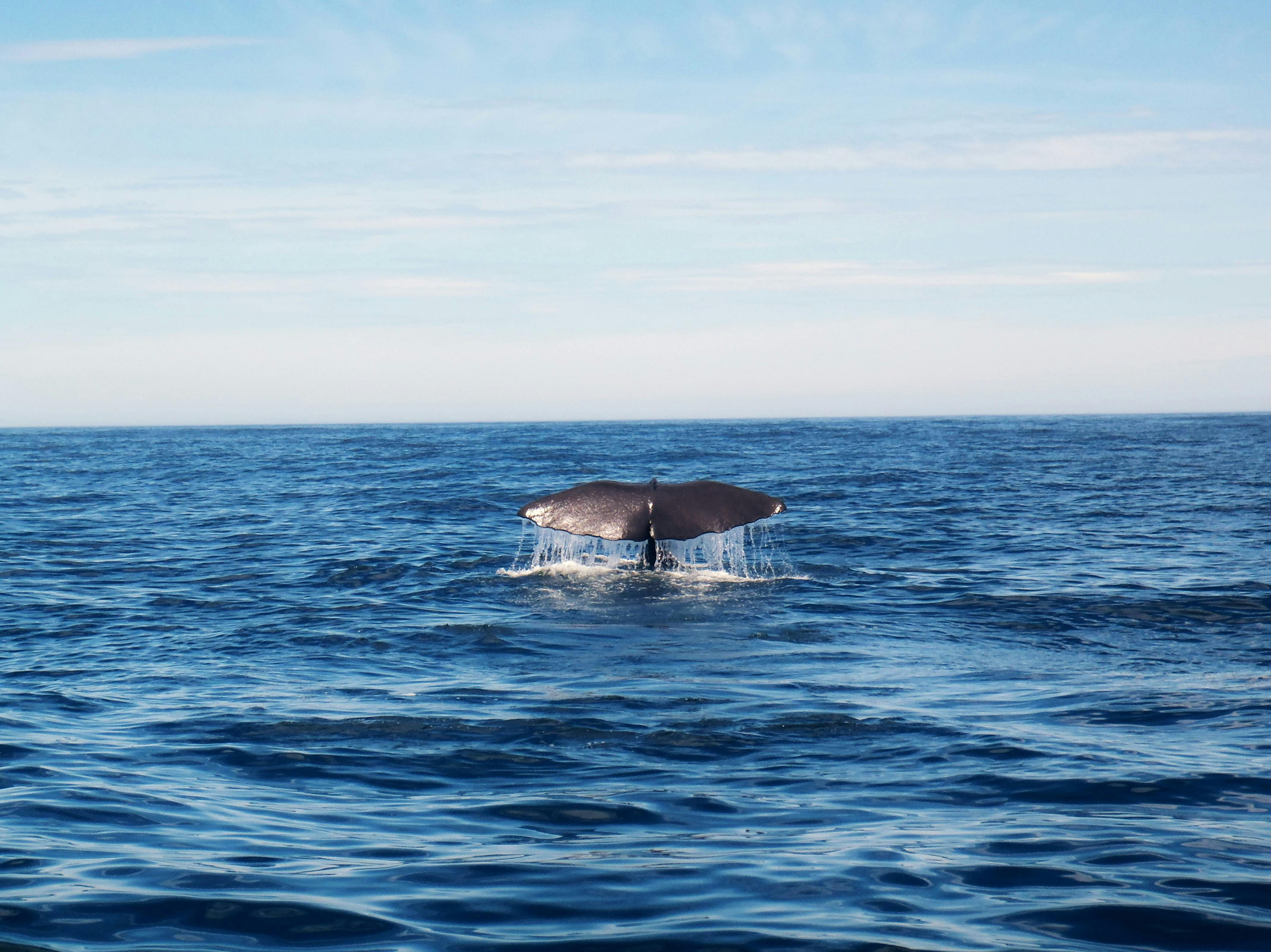 Samaná Bay in the Dominican Republic is a whale-watching hotspot