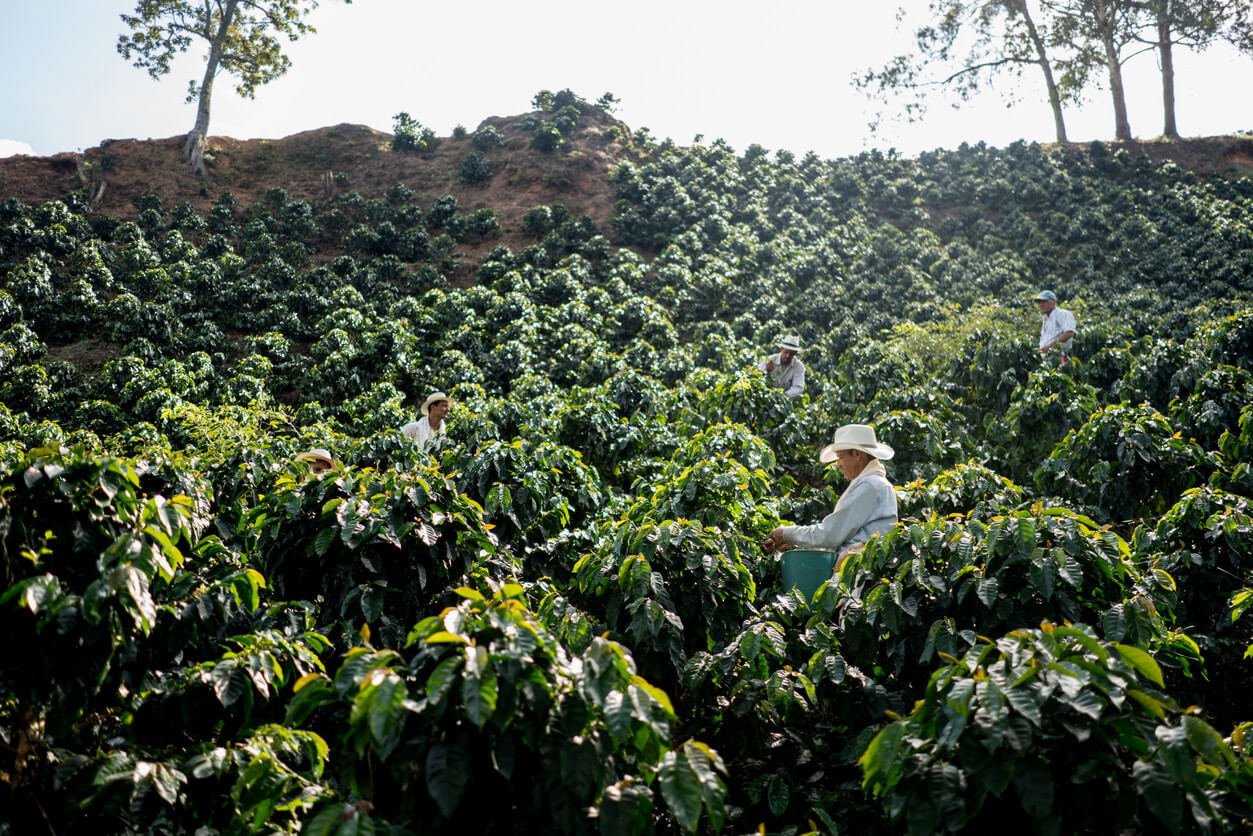 Farmers at a coffee farm in Colombia